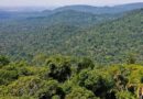 Amazônia registra menor desmatamento desde 1985