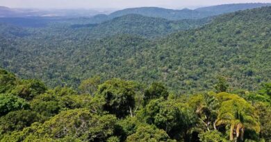 Amazônia registra menor desmatamento desde 1985