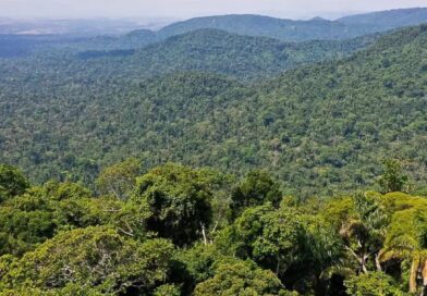Amazônia registra menor desmatamento desde 1985