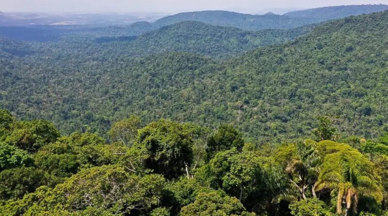 Amazônia registra menor desmatamento desde 1985